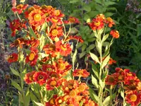 PICT0002.webp