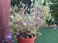 100_1875.webp