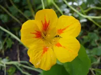 Blumen 128.webp