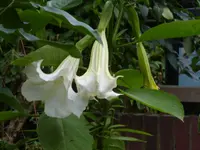 Blumen 133.webp