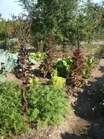 Garten 09.09 031.webp