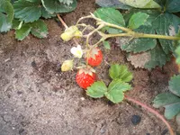 Garten 09.09 032.webp