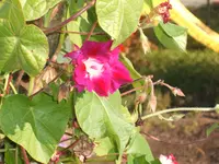Garten 09.09 033.webp