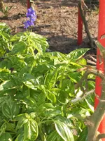 Garten 09.09 034.webp