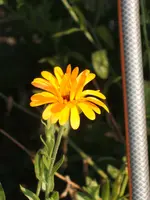 Garten 09.09 036.webp