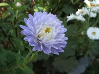 Garten 09.09 039.webp
