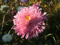 Garten 09.09 040.webp