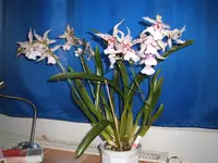 Garten 09.09 042.webp