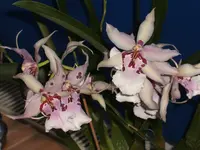 Garten 09.09 043.webp