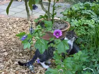 Blumen 125.webp