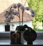 orchidee.webp