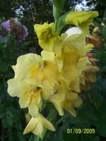 100_2076.webp