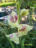 100_2077.webp