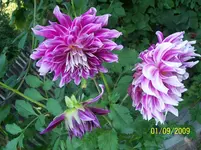 100_2074.webp