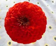 rote zinnie.webp