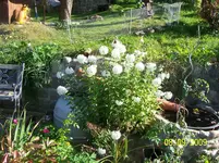 100_2090.webp