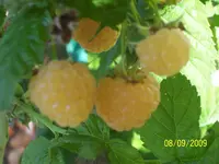 100_2094.webp