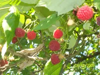 100_2095.webp