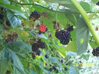 100_2093.webp