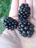 100_2073.webp