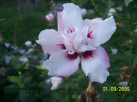 100_2082.webp