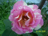 100_2083.webp