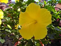 PICT5823.webp