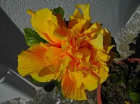 PICT5827.webp