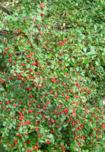 IMG_2668.webp