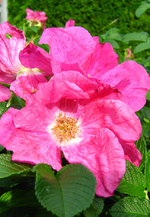 IMG_2670.webp