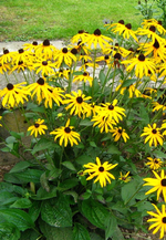 IMG_2674.webp