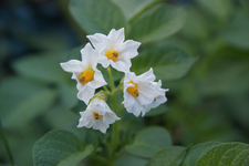 gartenkartoffelbluete.webp