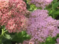 garten 09 003.webp