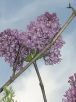 garten 09 008.webp