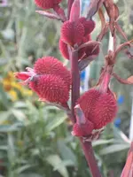 garten 09 009.webp
