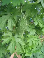 garten 09 012.webp