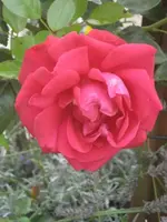 garten 09 006.webp