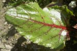 Rote Beete Blatt V.jpg