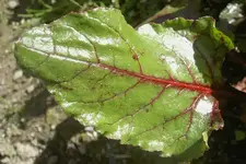 Rote Beete Blatt V.webp