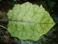 September 2009 203 v.webp