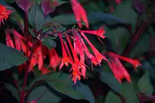DSC_0019.webp