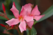 DSC_2527.webp