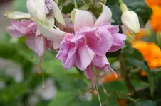 DSC_2532.webp