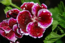 DSC_2752.webp