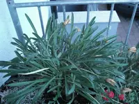 Mittagsblume.webp