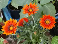 Gazanie.webp