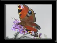 Tagpfauenauge.webp