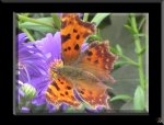 Polygonia cFalter.jpg