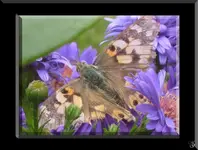 Schmetterling.webp