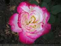Double Delight am 10.09..webp